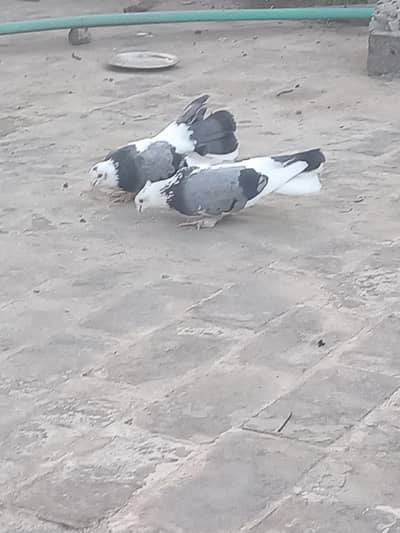 Lakha pair with chicks for sale