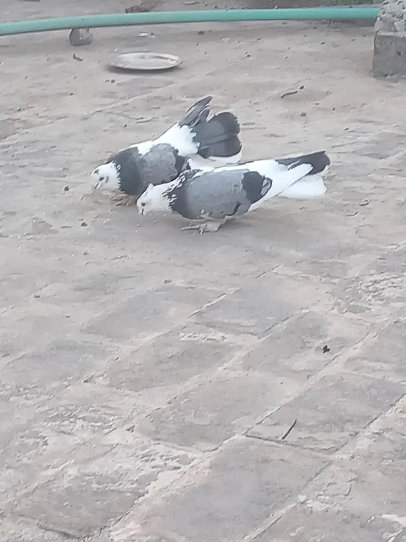 Lakha pair with chicks for sale