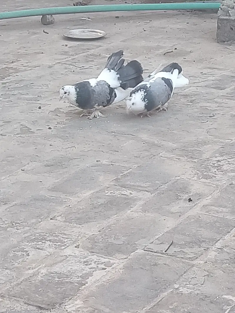 Lakha pair with chicks for sale — photo 2