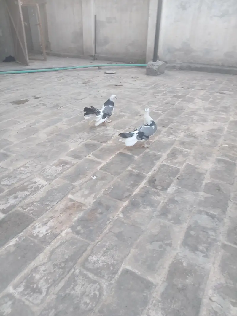 Lakha pair with chicks for sale — photo 3