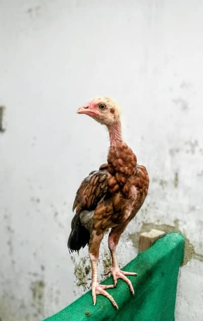 pure aseel beautiful chick