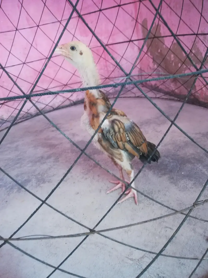 pure aseel beautiful chick — photo 2