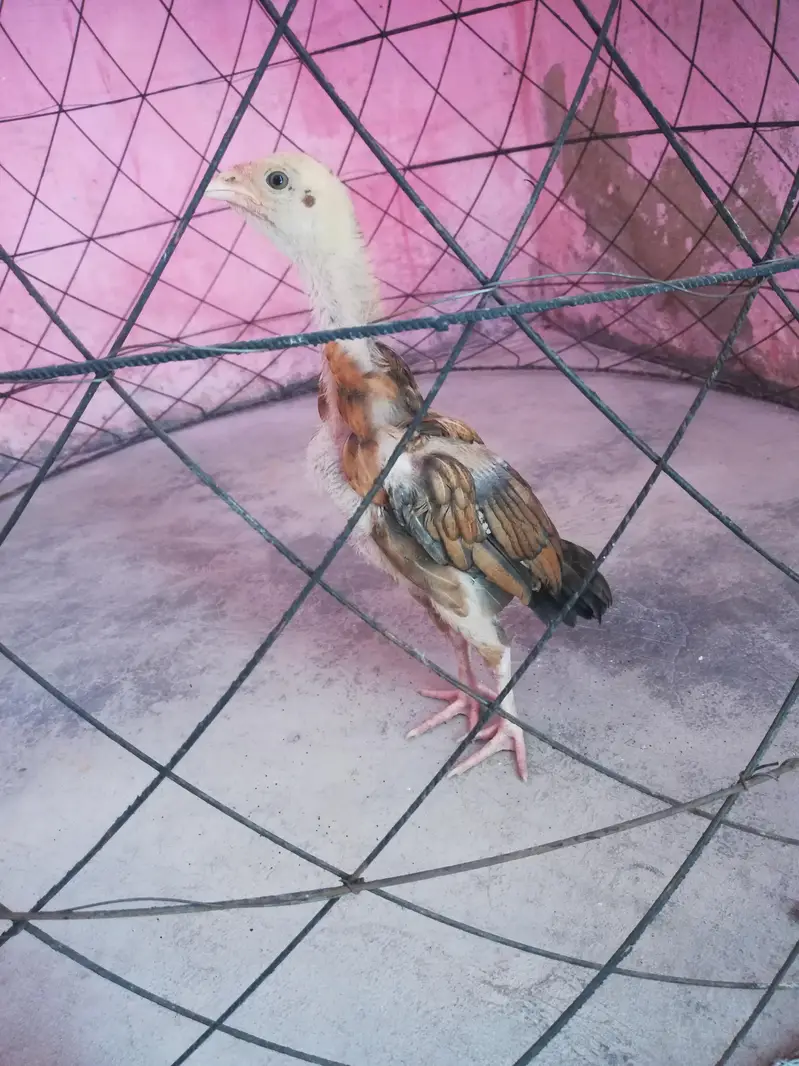 pure aseel beautiful chick — photo 3