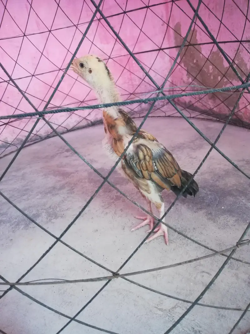 pure aseel beautiful chick — photo 4