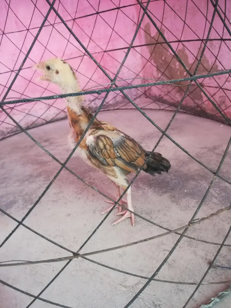 pure aseel beautiful chick — photo 5
