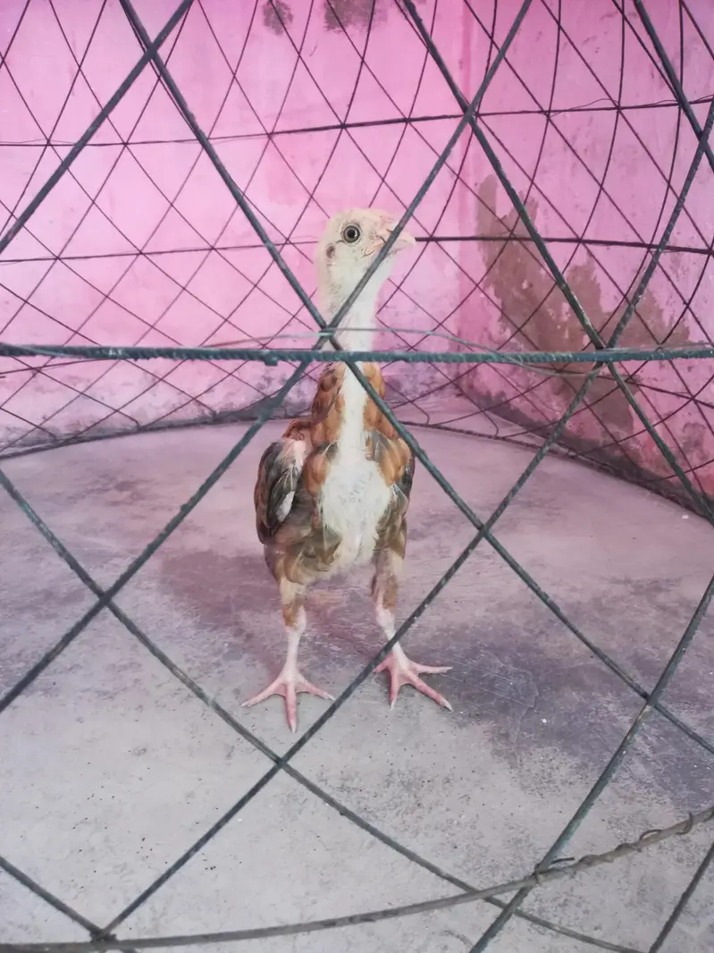 pure aseel beautiful chick — photo 6