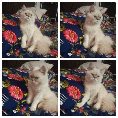 persion cat beatifull cat