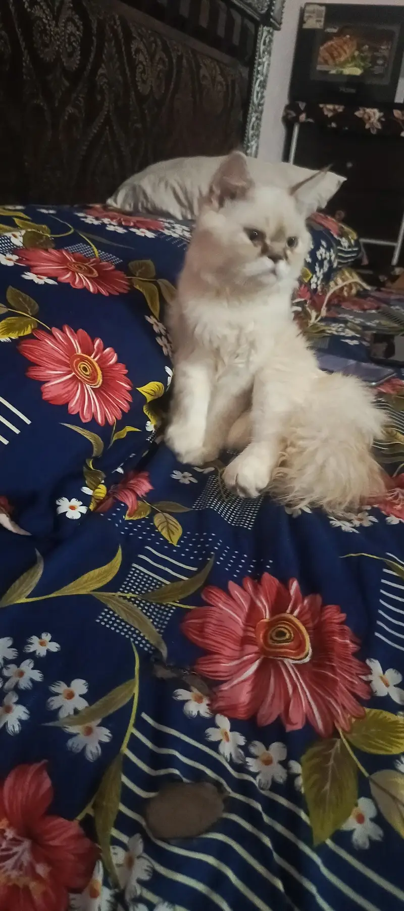 persion cat beatifull cat — photo 2
