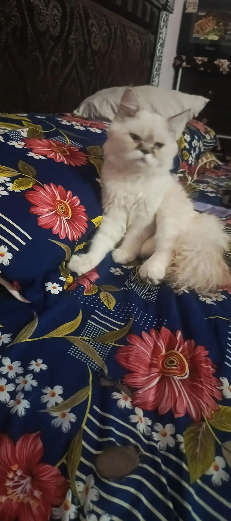 persion cat beatifull cat — photo 3