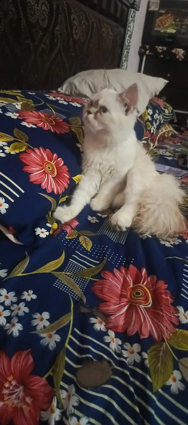 persion cat beatifull cat — photo 4