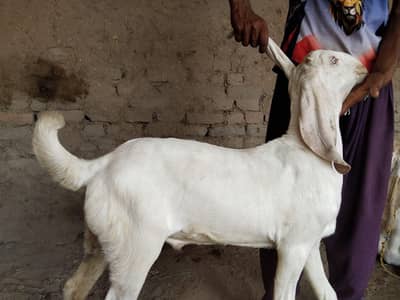 Bakra for sale call me+03371482889