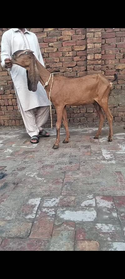 nagari bakri