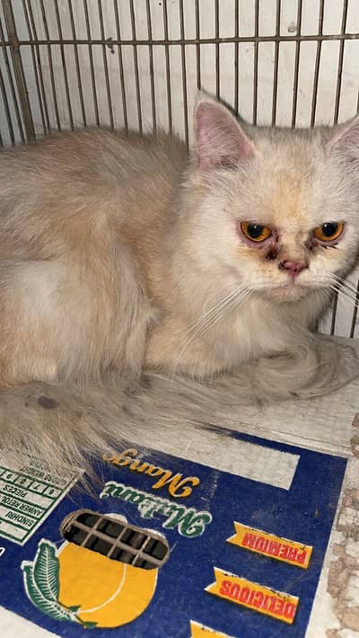 persian cat female