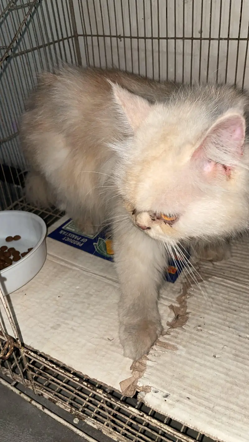 persian cat female — photo 2