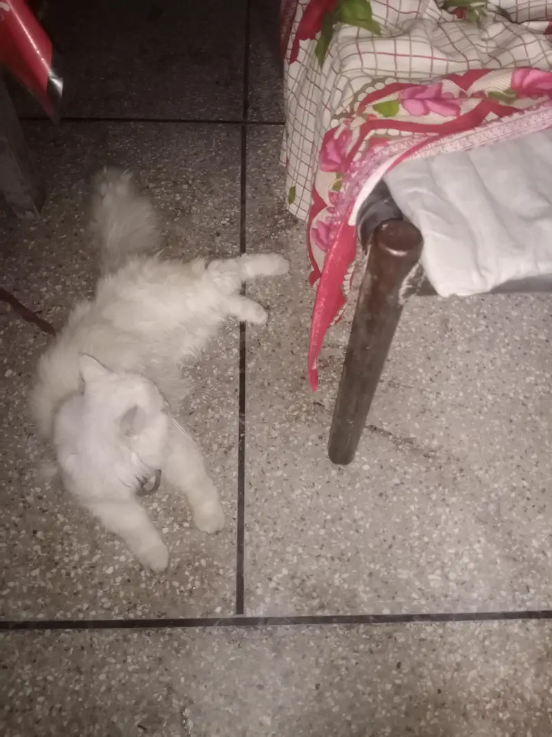 persian cat female — photo 4