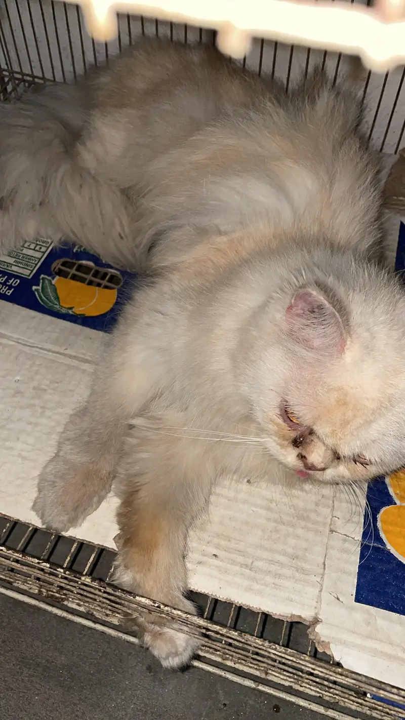 persian cat female — photo 5