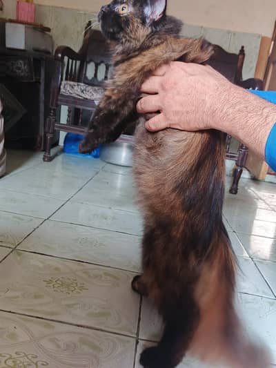 Persian cat  hai vacation ha