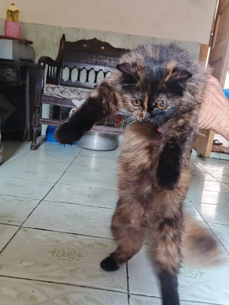 Persian cat  hai vacation ha — photo 2