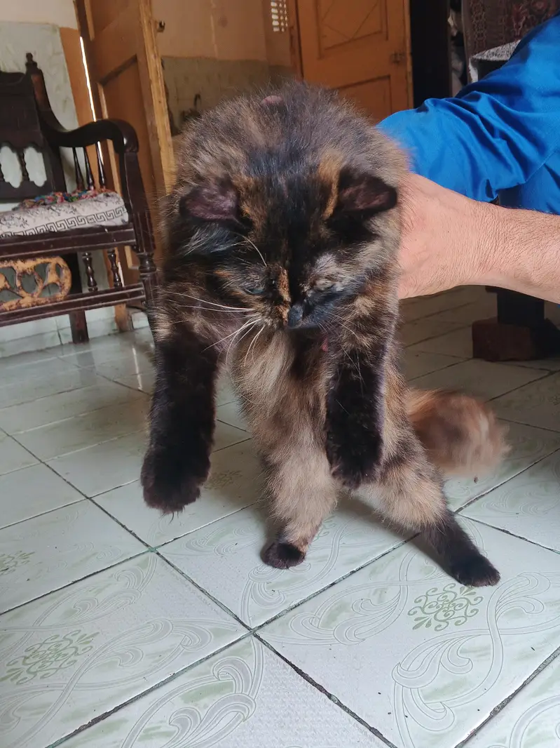 Persian cat  hai vacation ha — photo 3