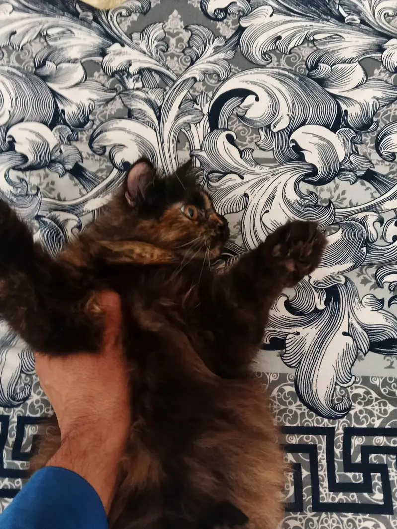 Persian cat  hai vacation ha — photo 4