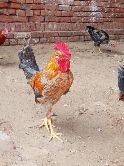 desi murge for sale