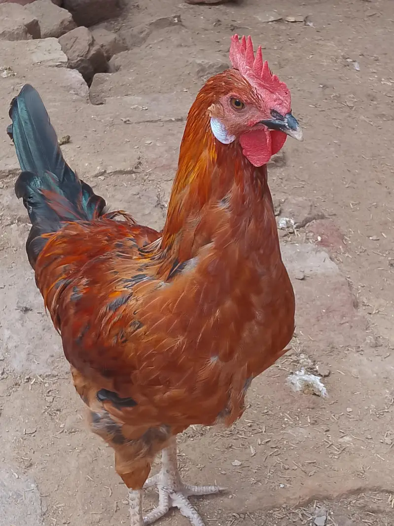 desi murge for sale — photo 2