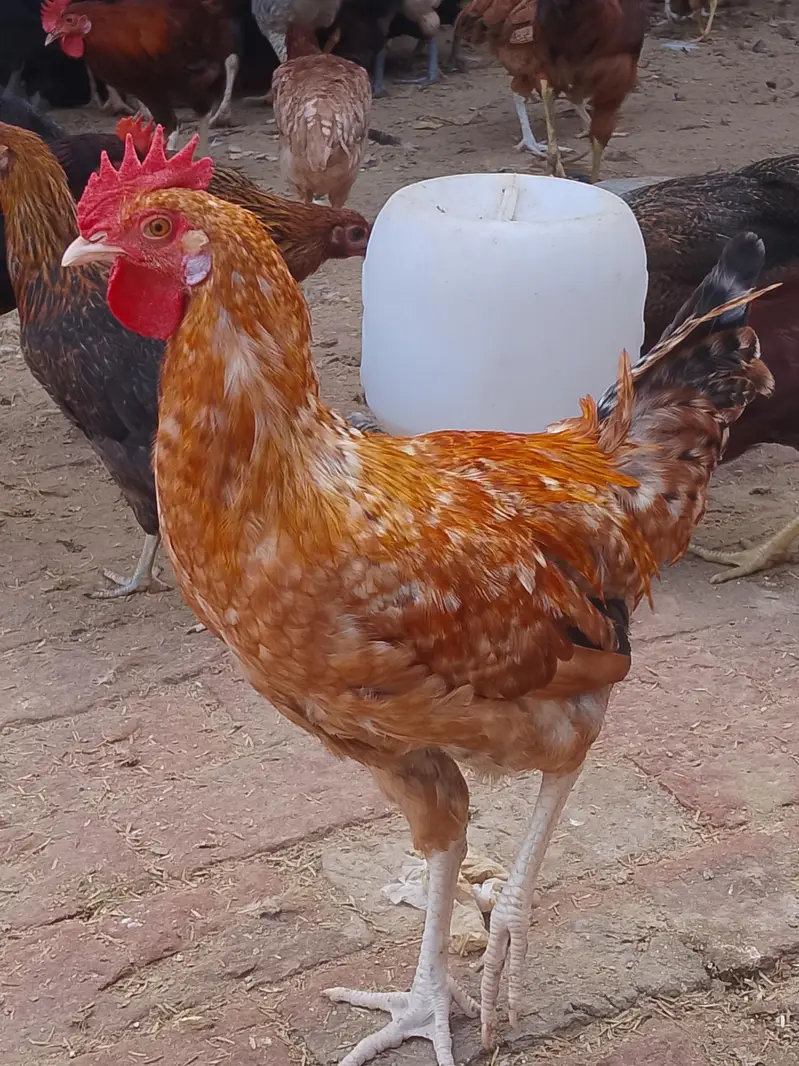desi murge for sale — photo 3