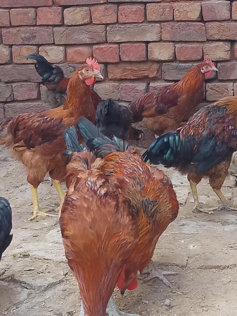 desi murge for sale — photo 4