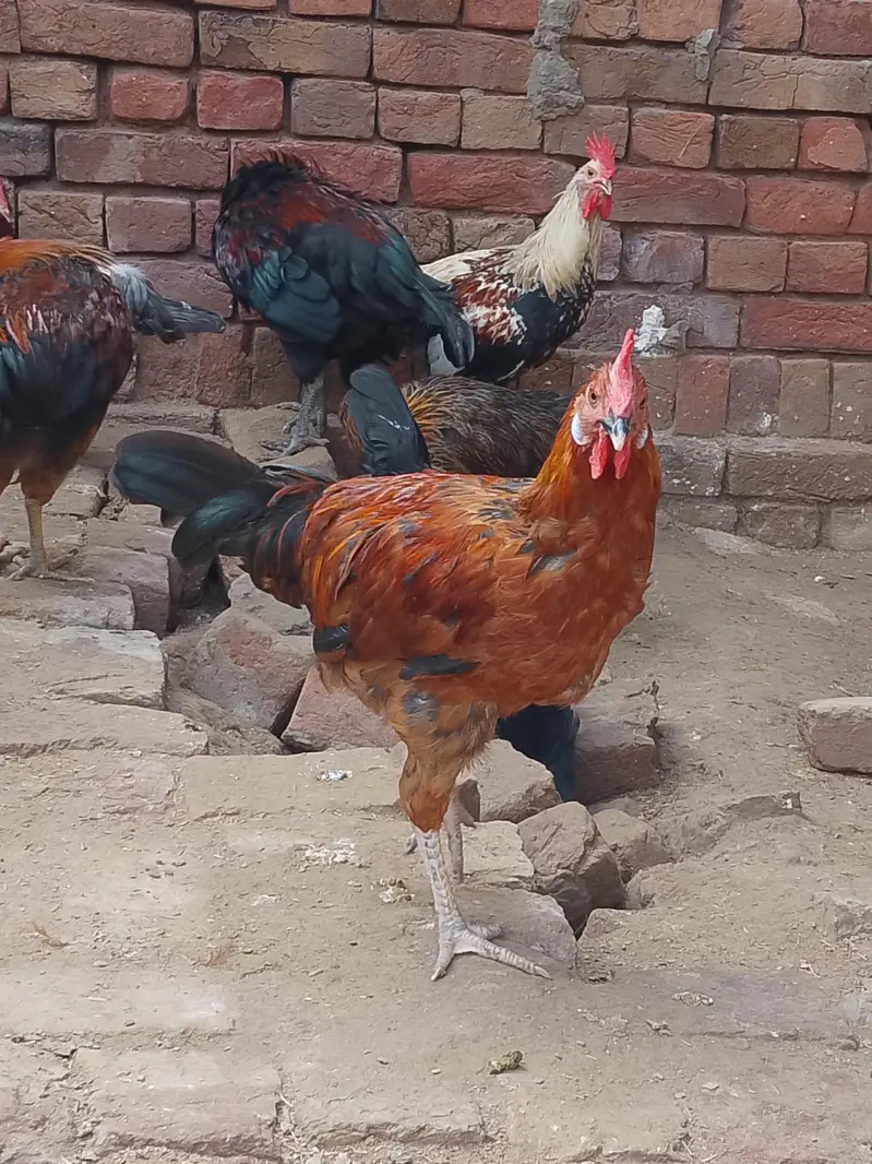 desi murge for sale — photo 5
