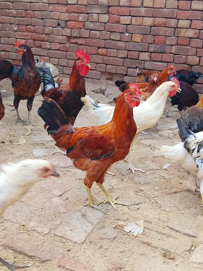 desi murge for sale — photo 6
