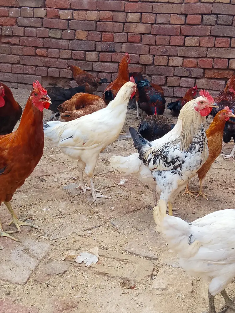 desi murge for sale — photo 7