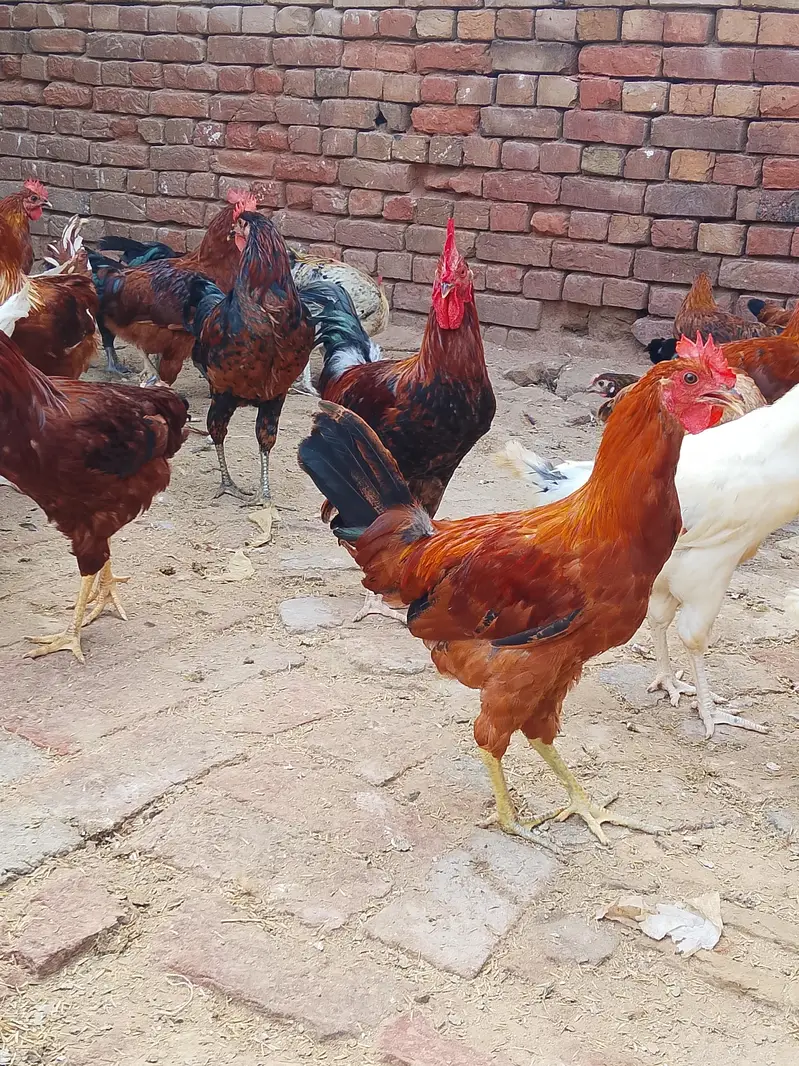 desi murge for sale — photo 8
