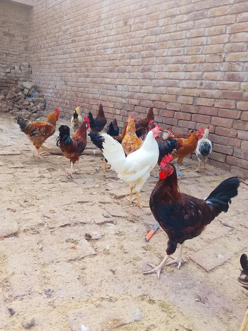 desi murge for sale — photo 9