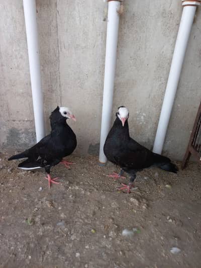 Mukhi Pigeon