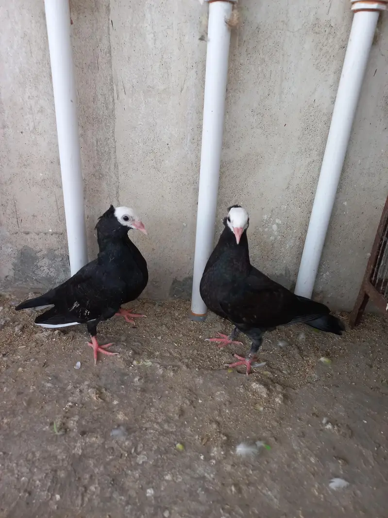 Mukhi Pigeon