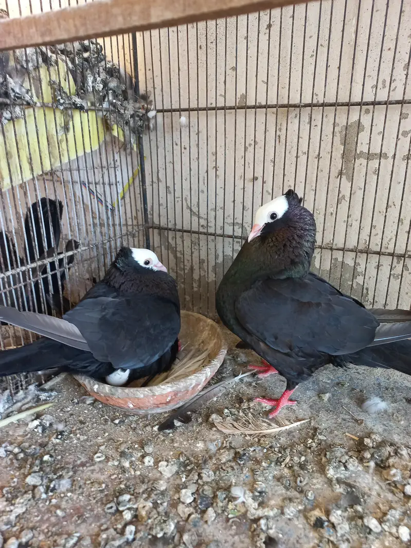 Mukhi Pigeon — photo 2