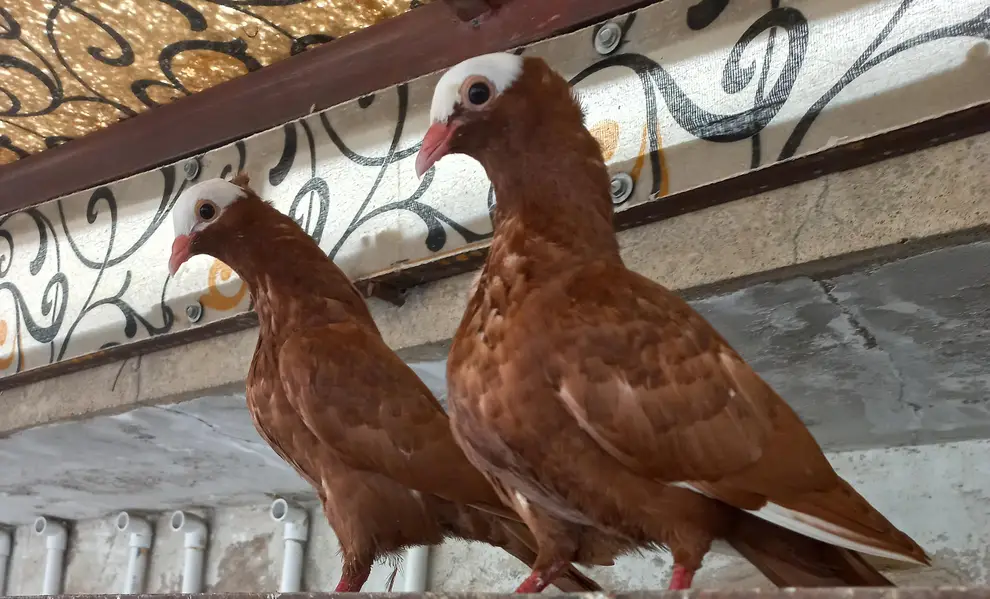 Mukhi Pigeon — photo 3