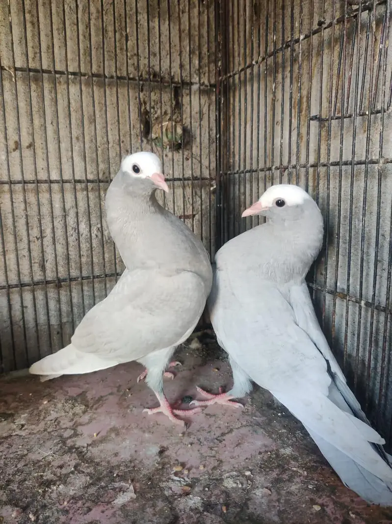 Mukhi Pigeon — photo 4