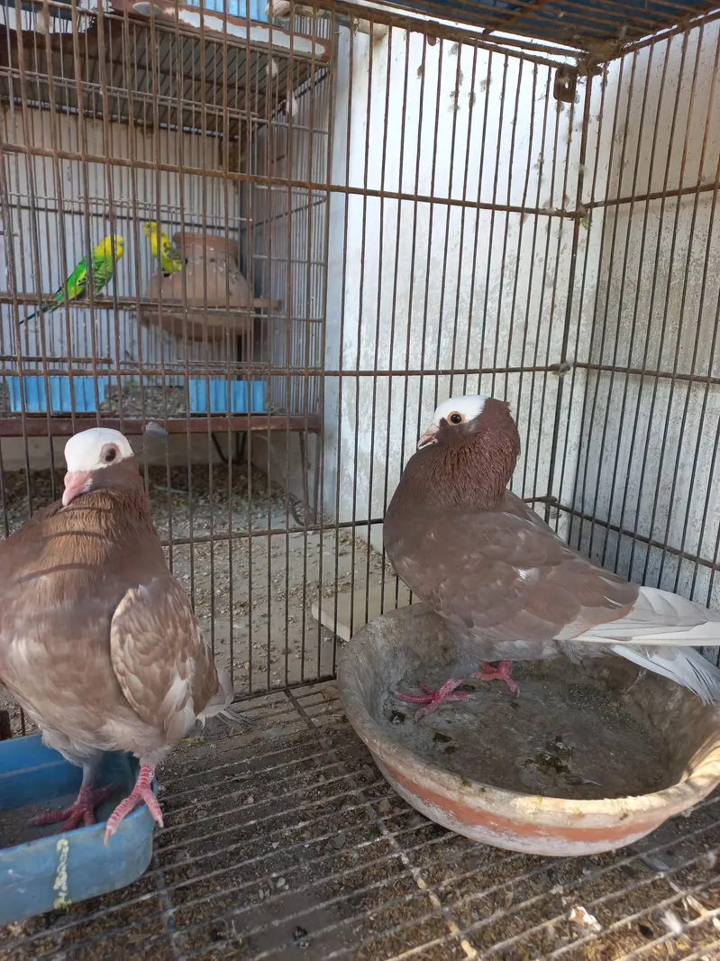 Mukhi Pigeon — photo 6