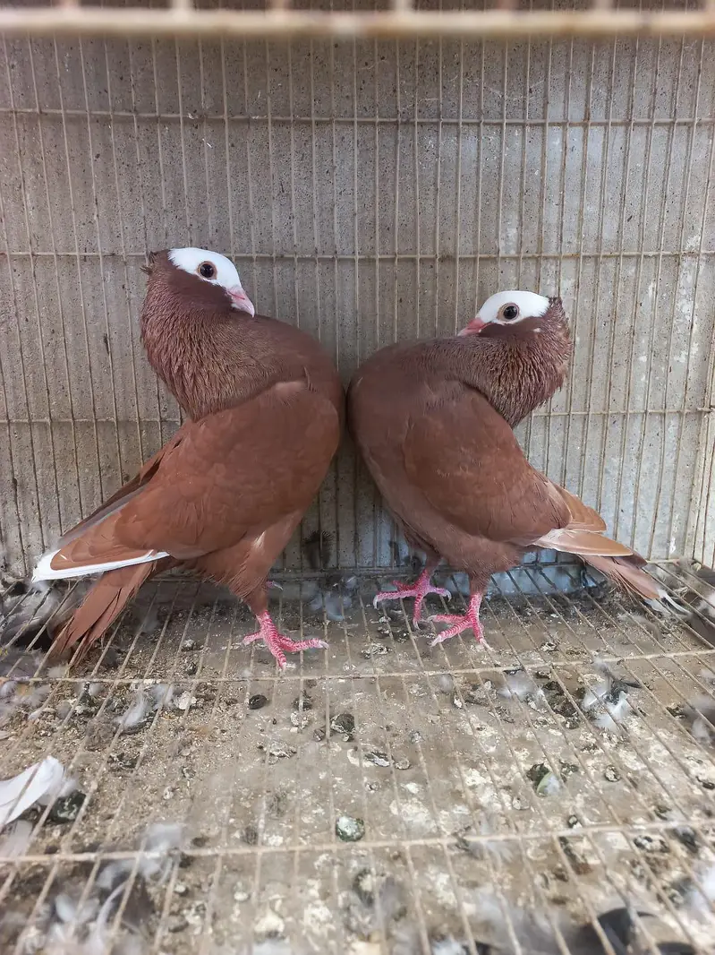 Mukhi Pigeon — photo 7
