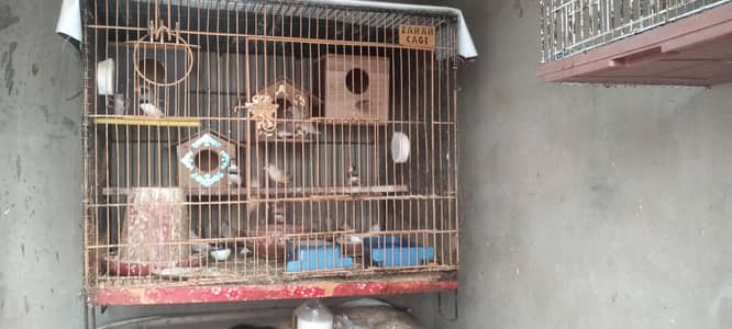 Cage for sale