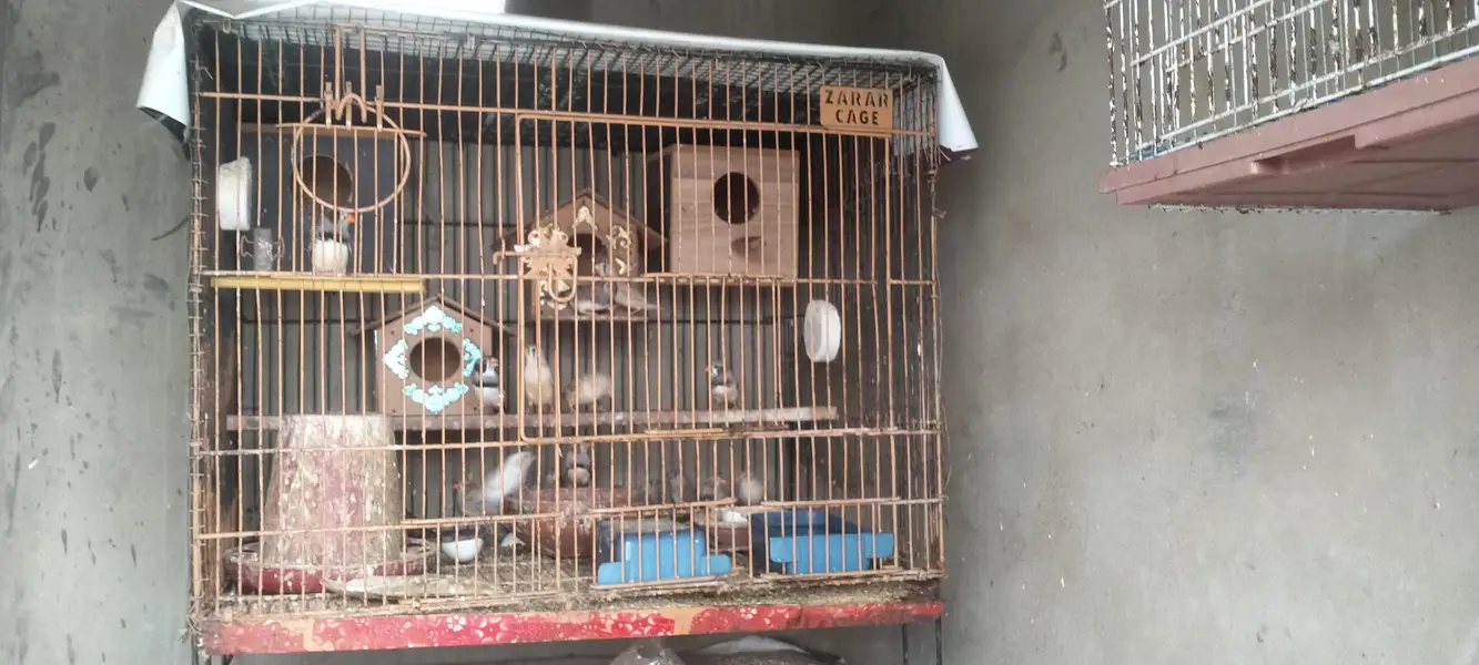 Cage for sale — photo 2