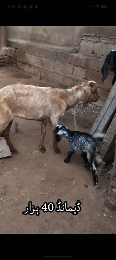 Tedi breed Goats for sale 2 with bachay