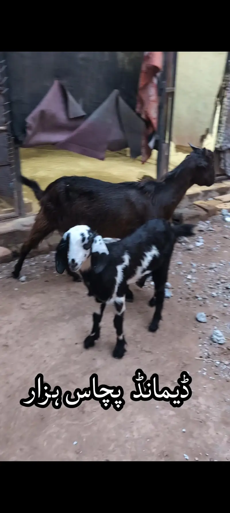 Tedi breed Goats for sale 2 with bachay — photo 2