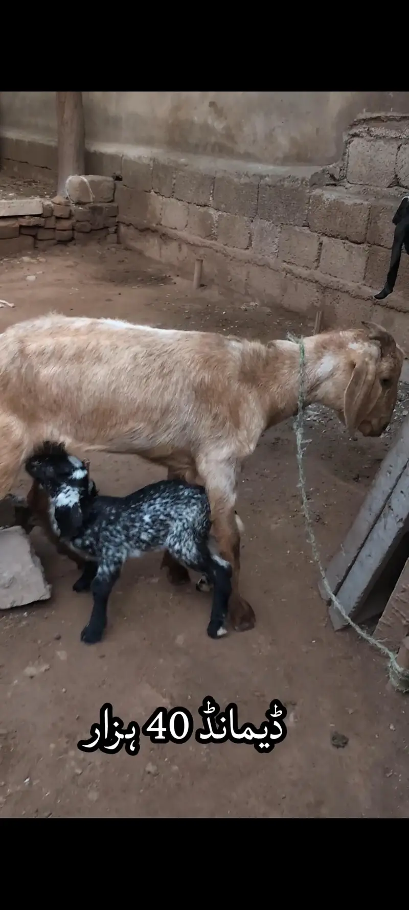 Tedi breed Goats for sale 2 with bachay — photo 3