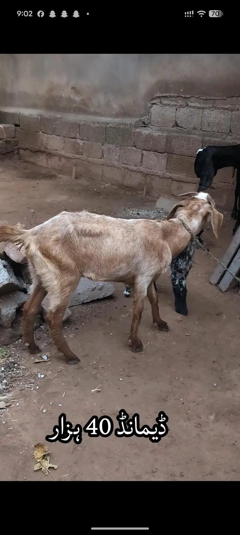 Tedi breed Goats for sale 2 with bachay — photo 4