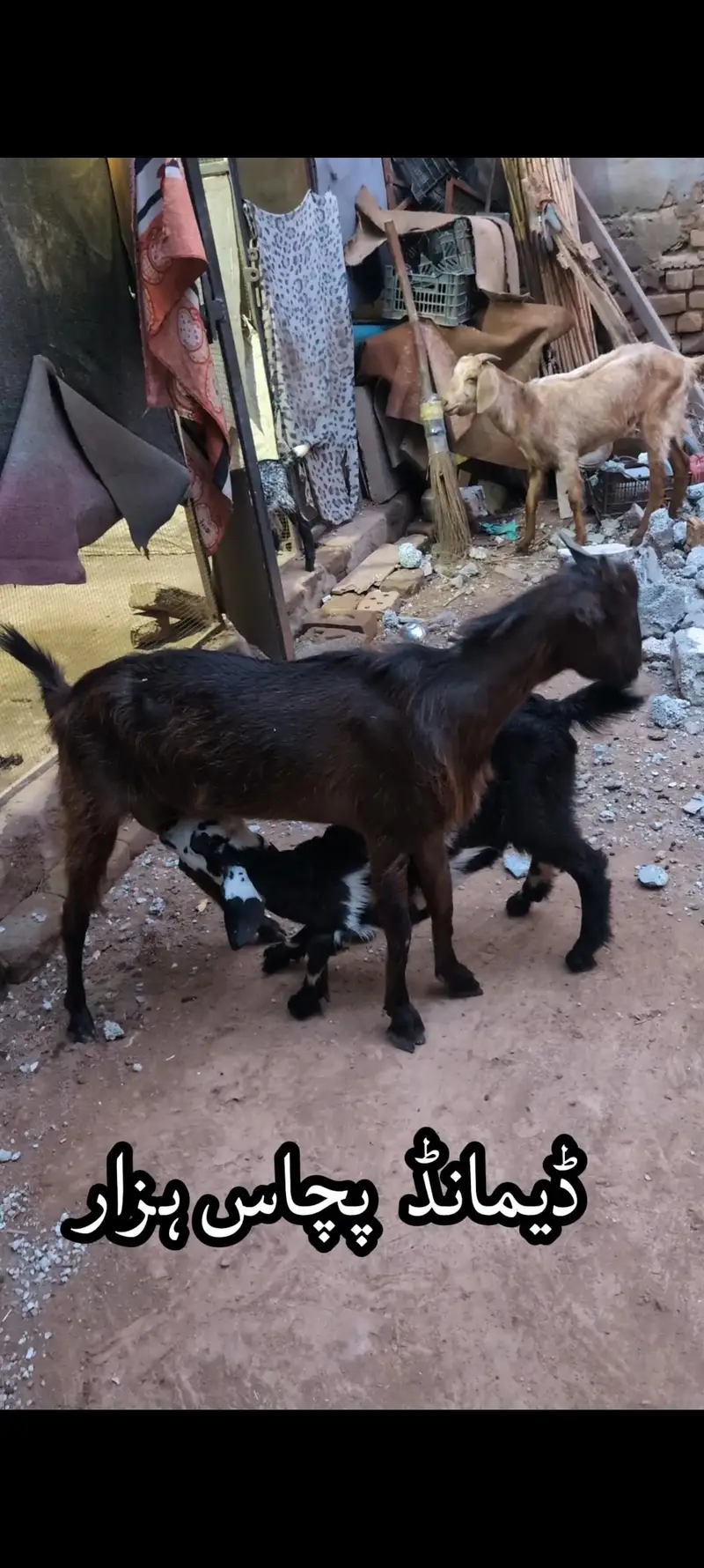 Tedi breed Goats for sale 2 with bachay — photo 5
