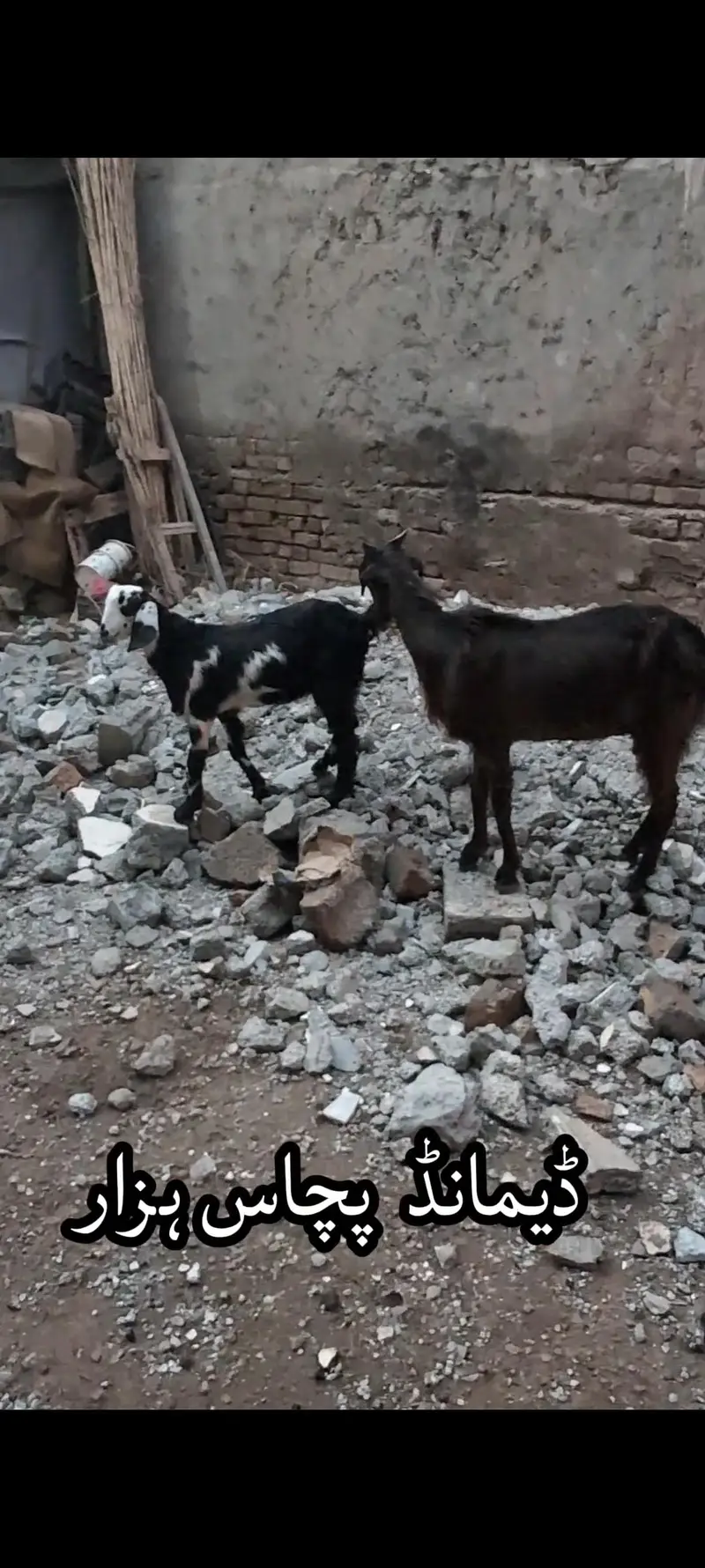 Tedi breed Goats for sale 2 with bachay — photo 6