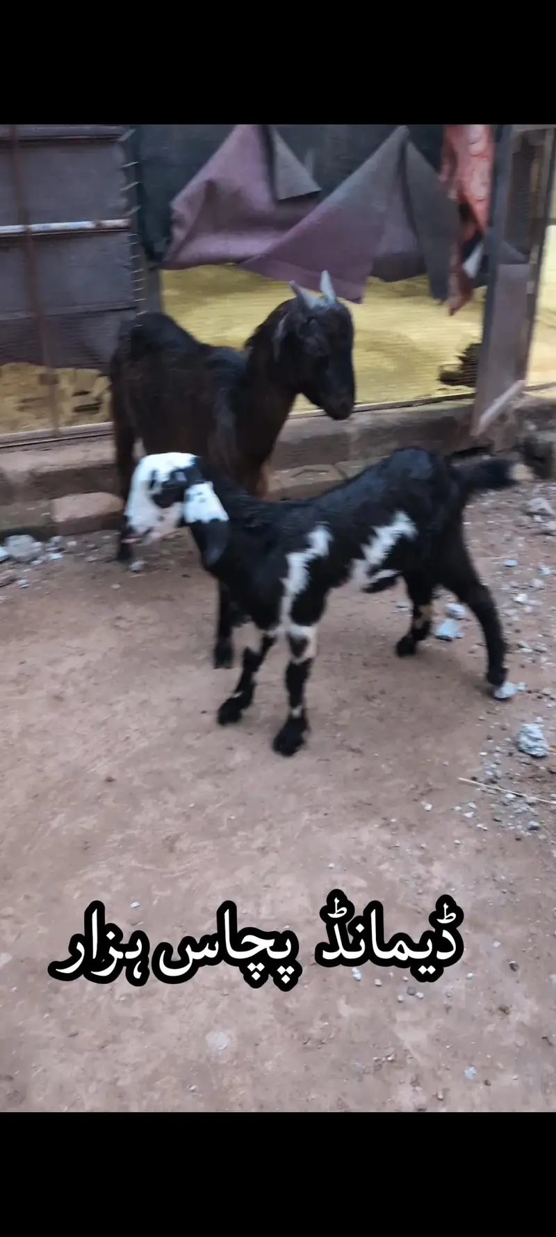 Tedi breed Goats for sale 2 with bachay — photo 7