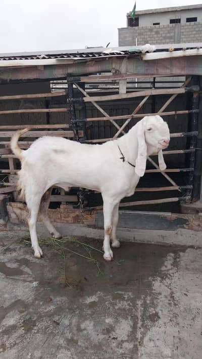 Rajan pori pure gulabi breedar